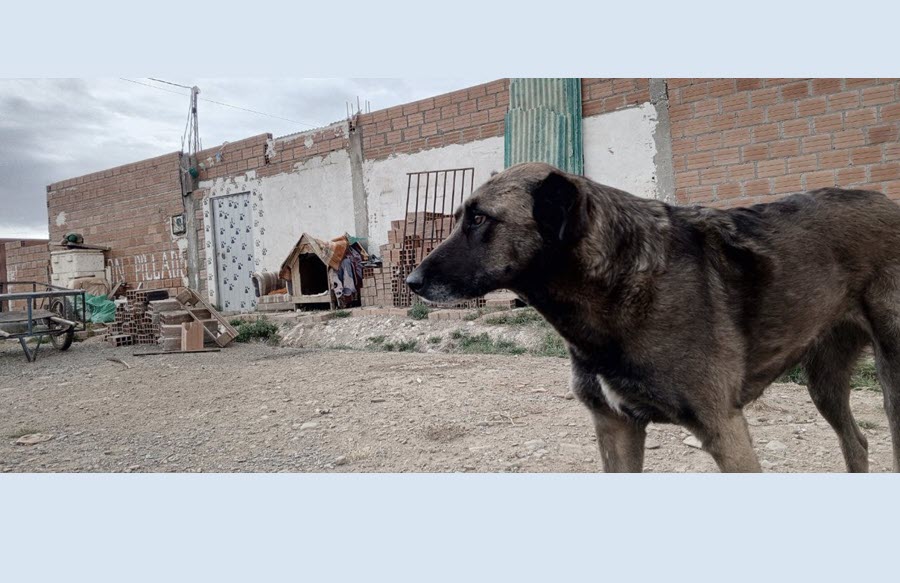 Dos mujeres alteñas protegen a los perros del abandono       