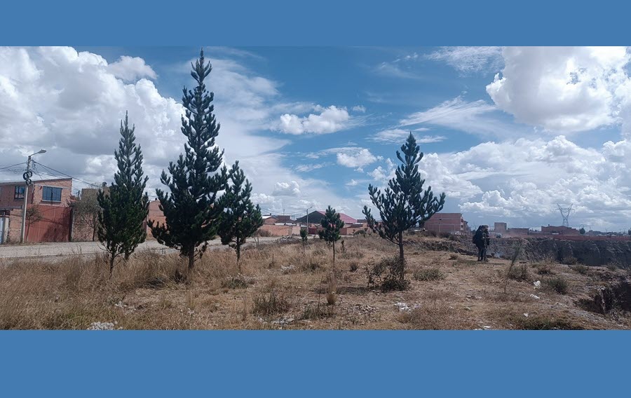 Zona Urkupiña, el intento de una buena forestación 