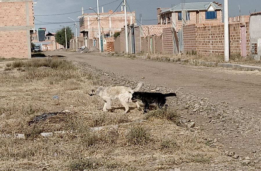 Hay perros en El Alto que se escapan de sus dueños