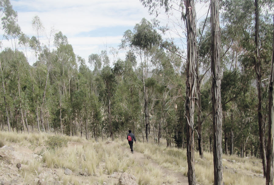 Bosquecillo de Huachacalla, un área verde para recuperar