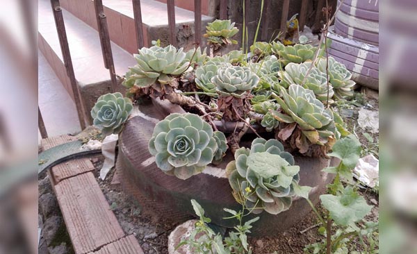Plantas ornamentales ayudan al medioambiente en el colegio Cleto Loayza de Potosí