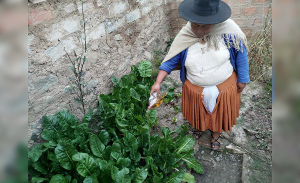 Algunos invernaderos urbanos usan pesticidas naturales