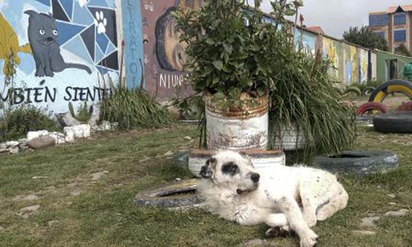 Aprender a cuidar plantas y animales puede prevenir el bullying