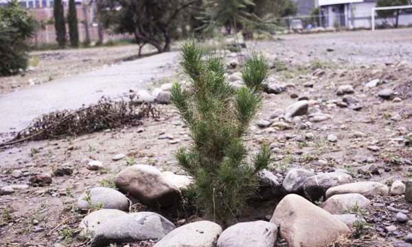 Estudiantes del colegio Calama plantan árboles, pero no los cuidan
