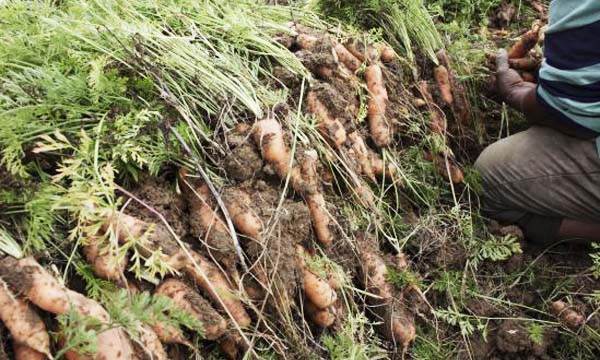 Agricultores de Barrientos se adaptan al cambio climático